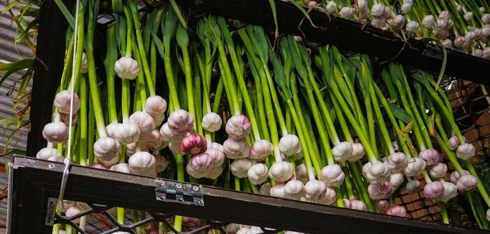 harvesting storing garlic