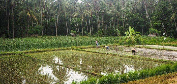 Balinese Subak system of rice irrigation: Social and ecological farming system